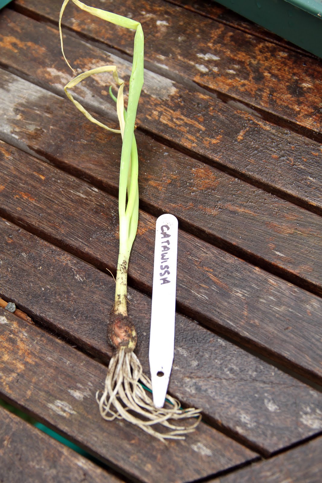 Photographer&rsquo;s Garden: Walk like an Egyptian (Onion)