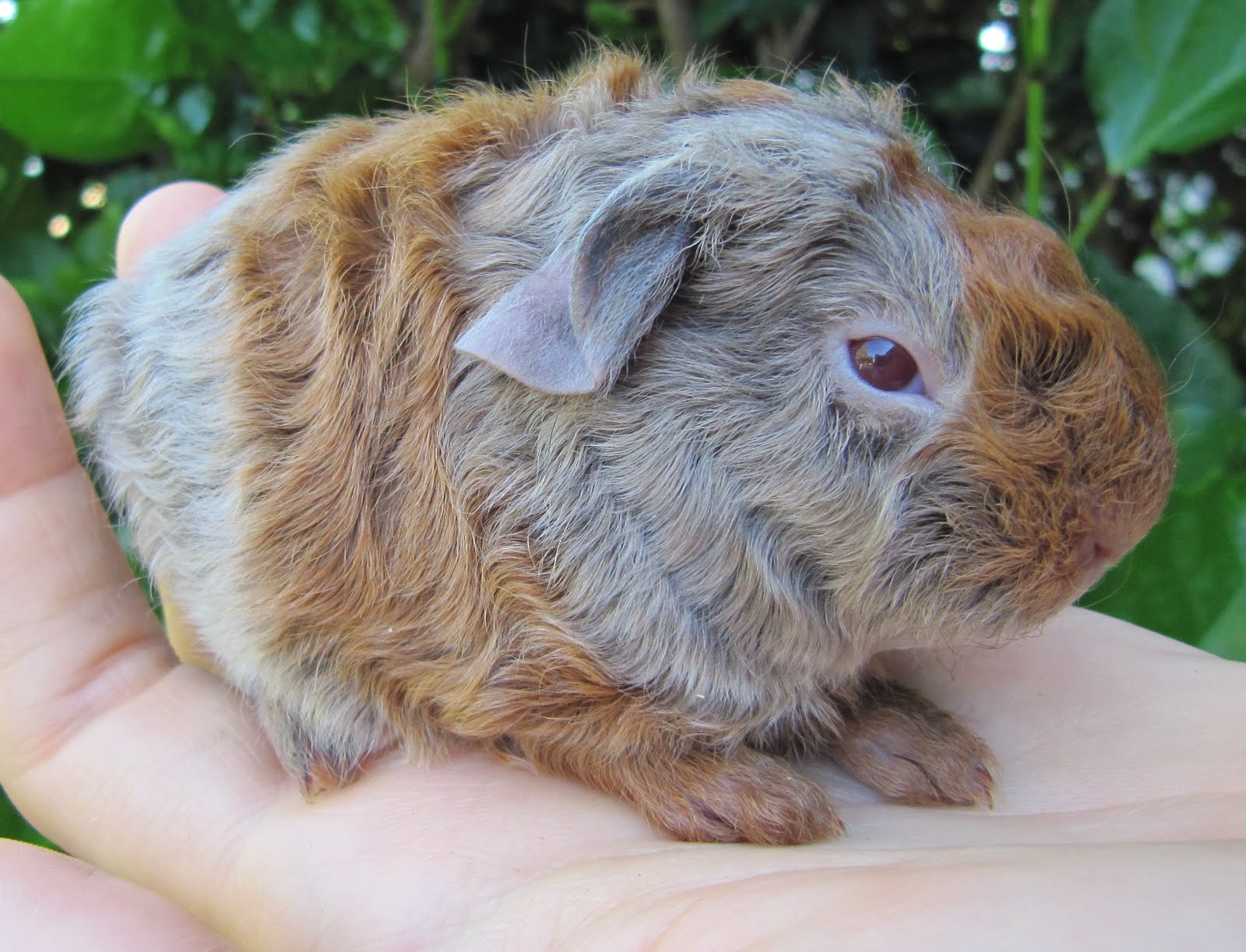 All Things Guinea Pig My curly baby updates 4 weeks old All Things Guinea Pig My curly baby updates 4 weeks old