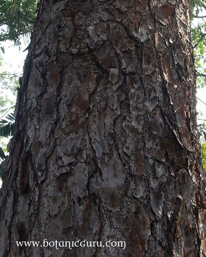 Gymnostoma nobile, Borneo Ru trunk