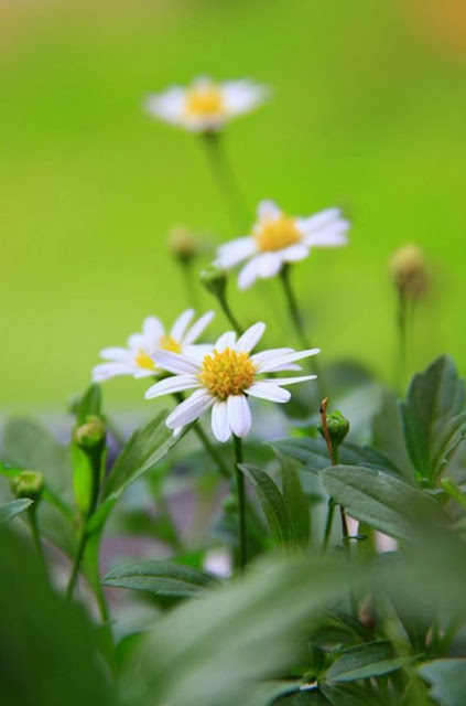 Beautiful Flowers - Wallpapers - 1001Archives