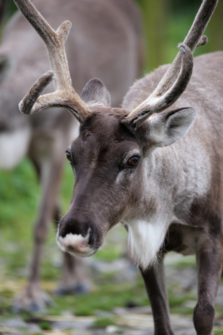 The Low Carb Diabetic: Reindeers don't eat low carb chocolate chip