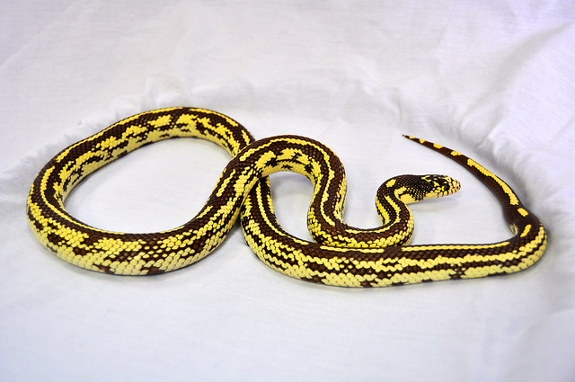 Snakes: Banana King Snake
