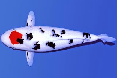 Ikan Koi Kumpay