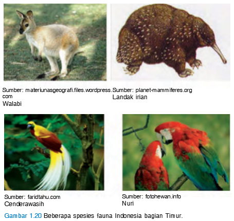 Ciri Ciri dan Tipe Fauna Indonesia  Bagian  Timur  PINTU 