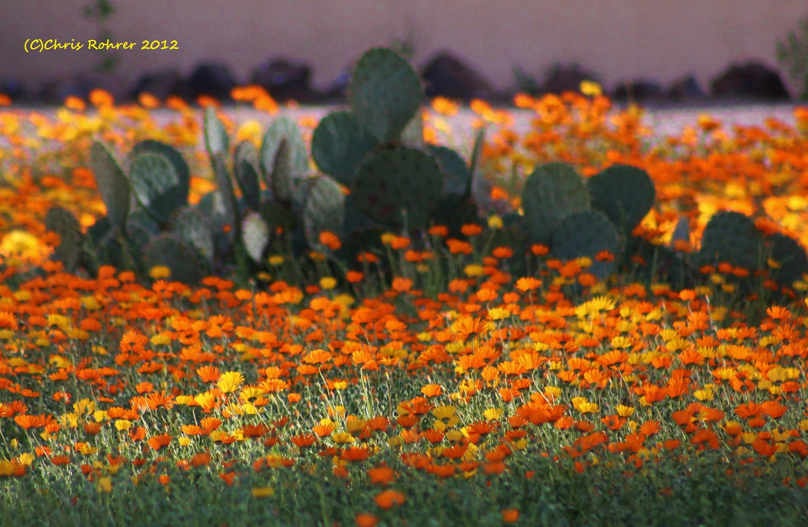 Las Aventuras WILD(flower) Ideas in Tucson
