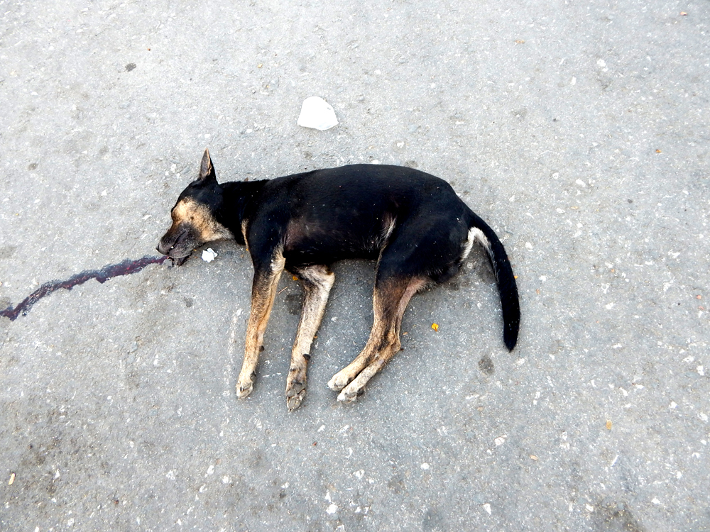 Blog Caracol de Agua: Solo es un perro negro en la calle