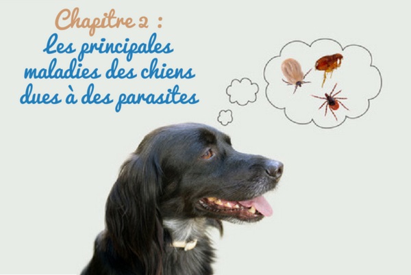 Chapitre 2 : Les principales maladies des chiens dues à des parasites