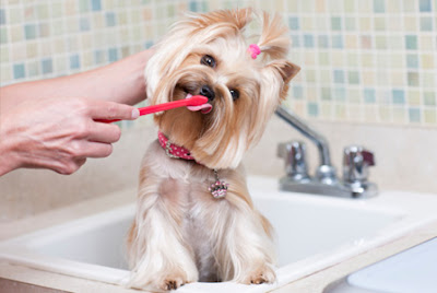 Pranje zuba kod psa