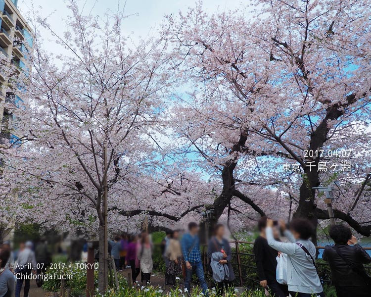 千鳥ヶ淵の桜がなんとか撮れた！(≧∀≦)