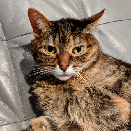 image of Sophie the Torbie Cat lying on her back on the couch with just the tiniest bit of her little pink tongue sticking out