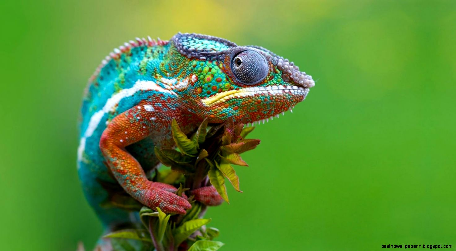 Chameleon Macro Photography Desktop Wallpaper 10785 Wallpaper