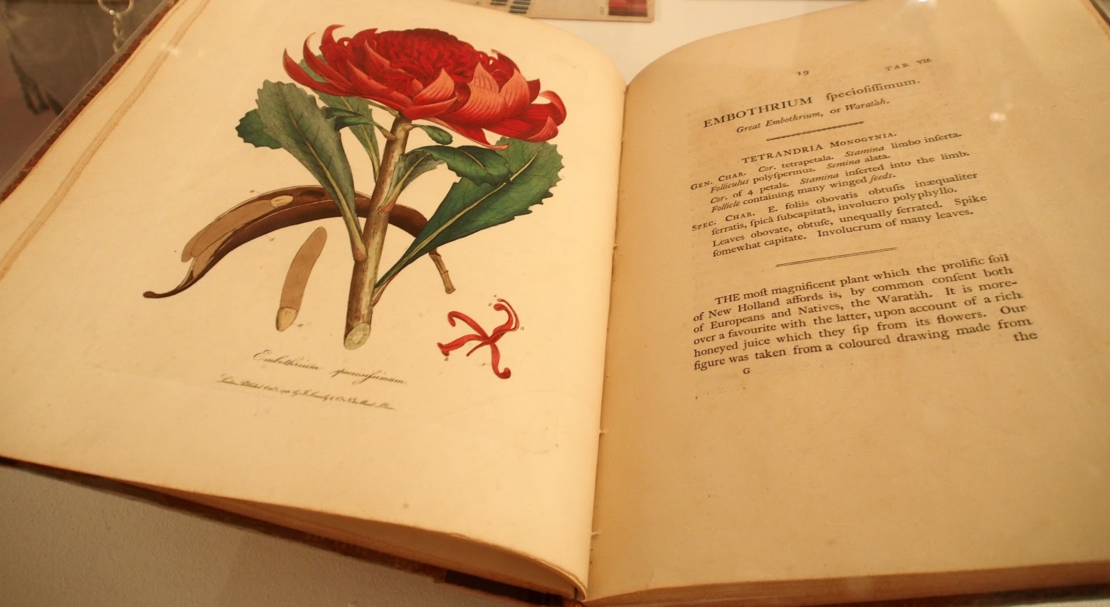 australian botanical art