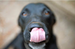 las-senales-calma-perros