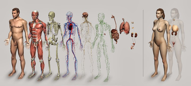 Sistemas estudados na Anatomia