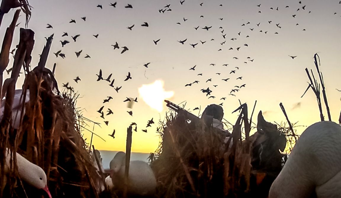 White Goose Wallpapers Room Waterfowl Hunting Videos Duckgoose