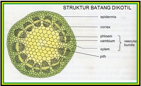 biologi Laporan Praktikum Batang Dikotil