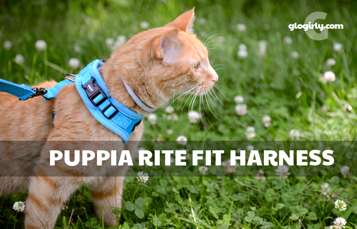 Puppia cat harness Clearance