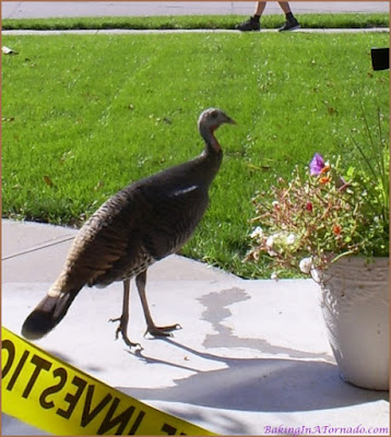 Turkey at the front door | Picture taken by and property of www.BakingInATornado.com