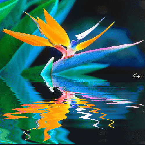 HAVING FUN WITH IMAGES BIRD OF PARADISE FLOWER