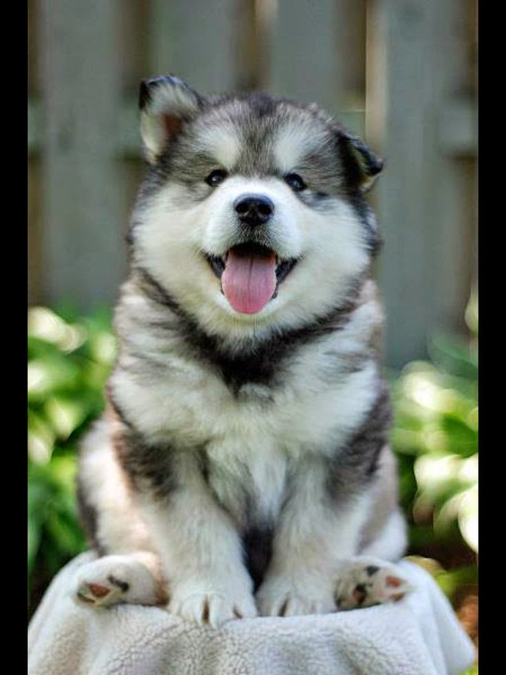 Cute puppy and dog 3 Top Husky Puppies