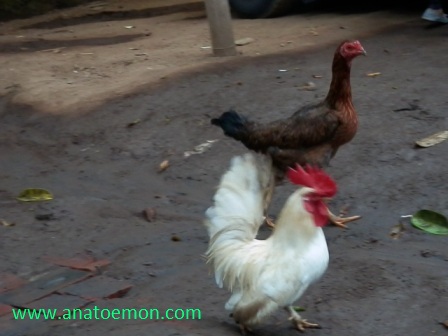 53+ Gambar Ayam Raksasa Lucu Paling Keren 53+ Gambar Ayam Raksasa Lucu Paling Keren