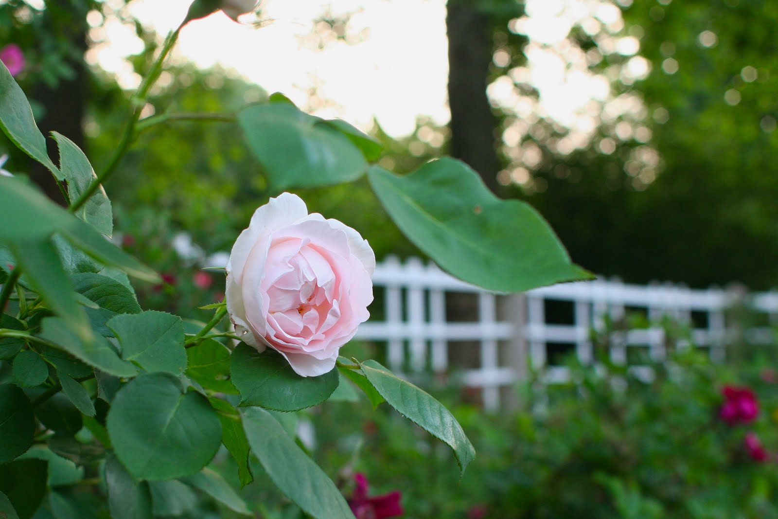 Buttered Bread: Days of rhubarb and roses