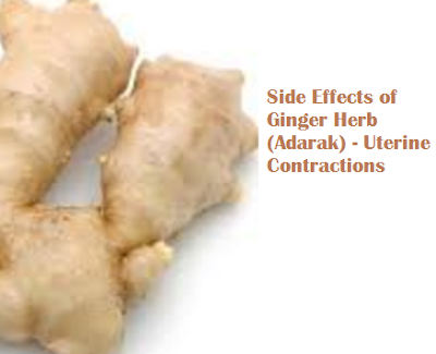 Side Effects of Ginger Herb (Adarak) - Uterine Contractions