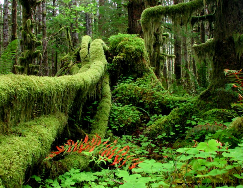 Quinault Rainforest   Forest in Olympic National Park   Thousand