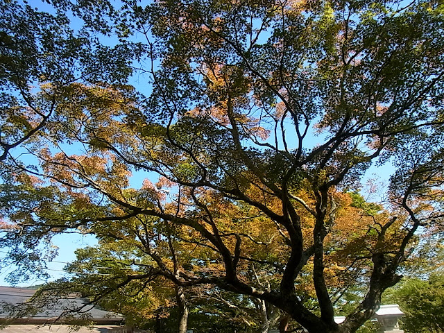 ดื่มนํ้าจากภูเขาเย็นฉํ่า ชิมเต้าหู้อร่อยลํ้าที่ TanzawaOyama Quasi