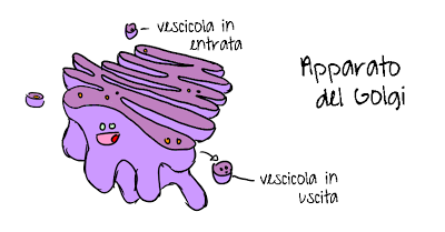 vignetta fumetto cartoon Apparato del Golgi reticolo endoplasmatico vescicole mitocondri nucleo