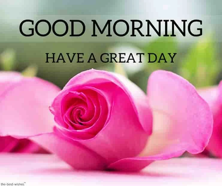 good morning rose images