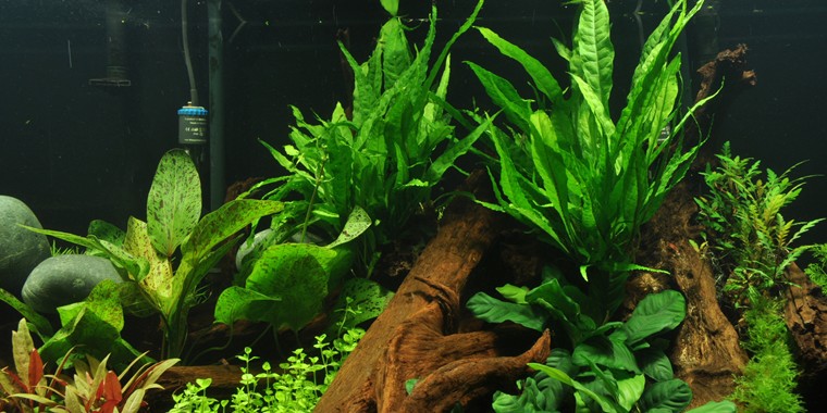 Mengenal Java Fern ~ Aquascape Batang