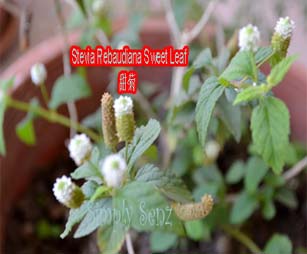 simply-senz-useful-home-plant-medicinal-herbs-for-alternative-healing