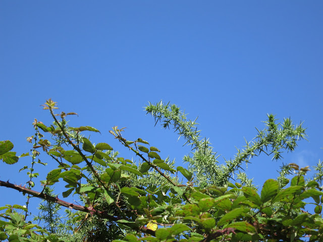 The top of a gorse bush against a blue sky