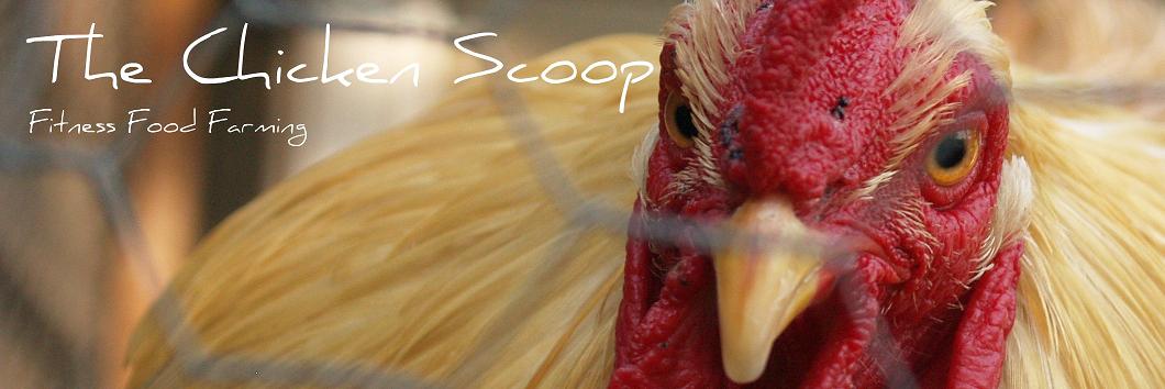 The Chicken Scoop