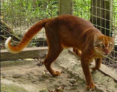  Ini merupakan salah satu kucing endemik pulau Kalimantan Kucing Merah Kalimantan