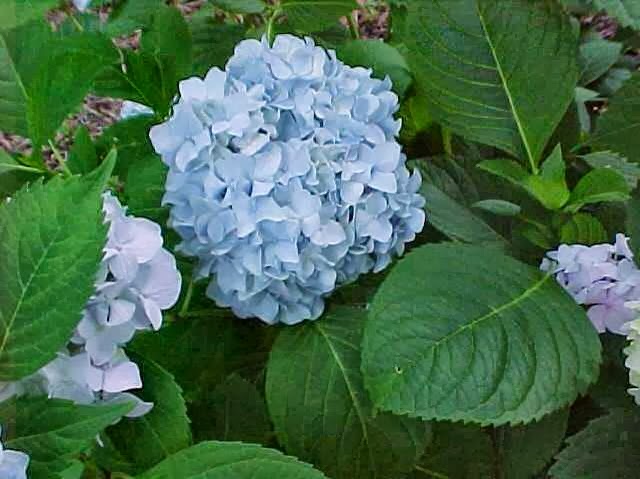 Front Yard Landscaping With Hydrangeas Pdf