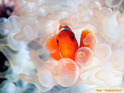 Clown Fish Pics Clown Fish Pics
