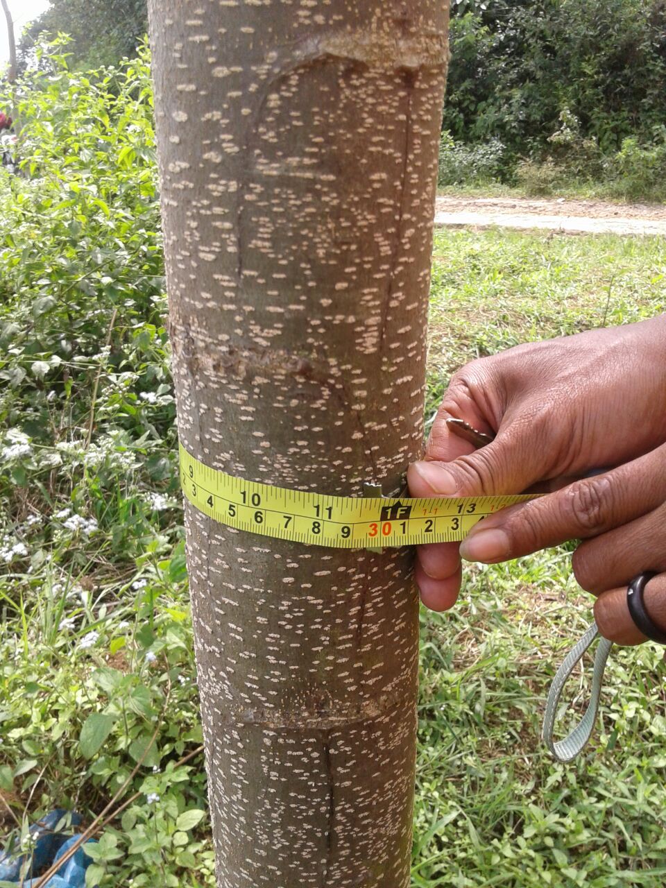 Harga Pohon Gaharu Umur 5 Tahun