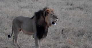 Cecil the lion, around 600 Lions Are Killed Each Year in Africa