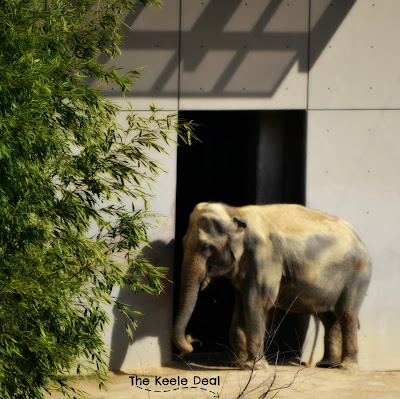 Elephant Eating at the Smithsonian National Zoo in Washington DC is a great place to spend the day with the family. There is even a petting zoo area. Admission to the Zoo is free - Parking is $22. 