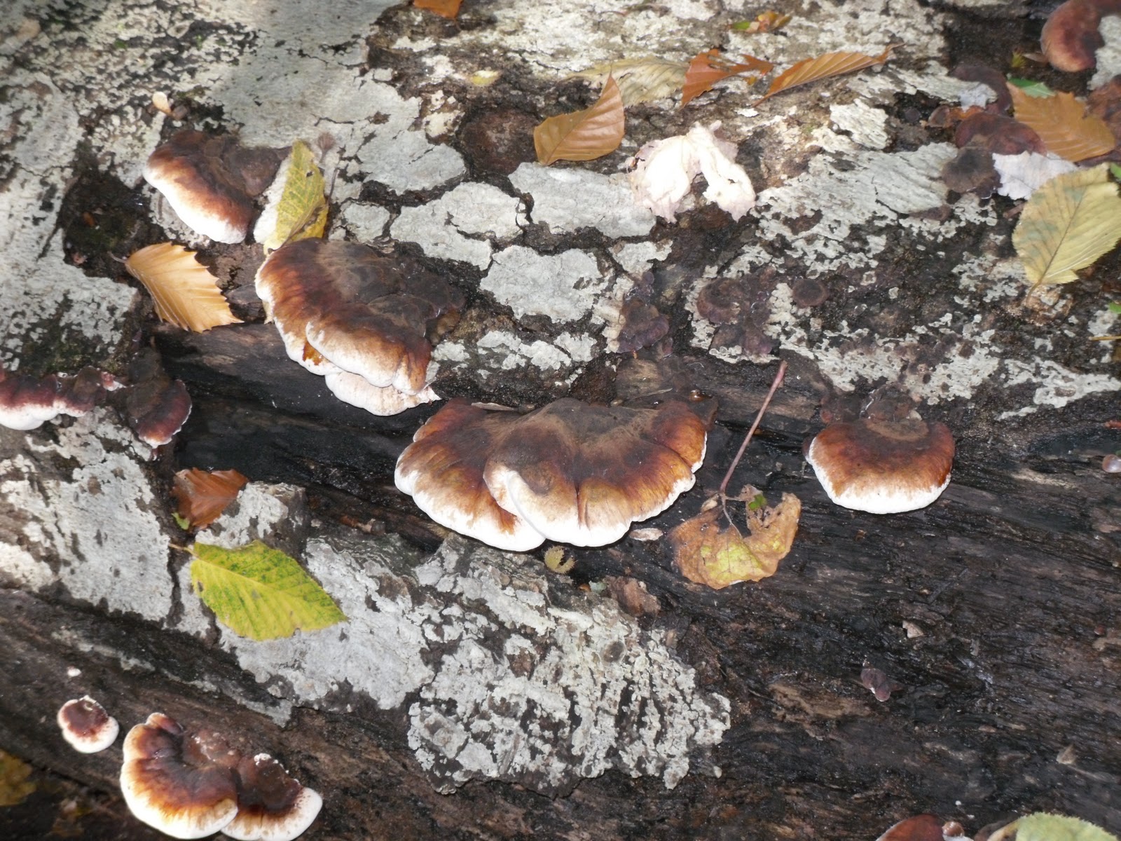 Fungi Collection Specimen 11 Shelf Fungus