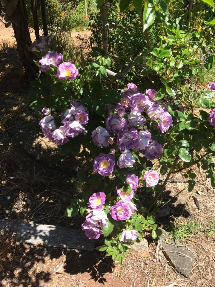 umiyumi2 our life in perth, WA Mostly Roses Nursery Donnybrook, WA