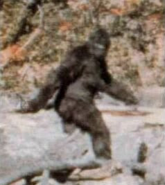 Still image from a short film made in 1967 by Roger Patterson and Robert Gimlin, showing what appears to be a person in a gorilla suit walking in some woods