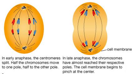Science For Passion: Anafase mitotica e anafase II della ...