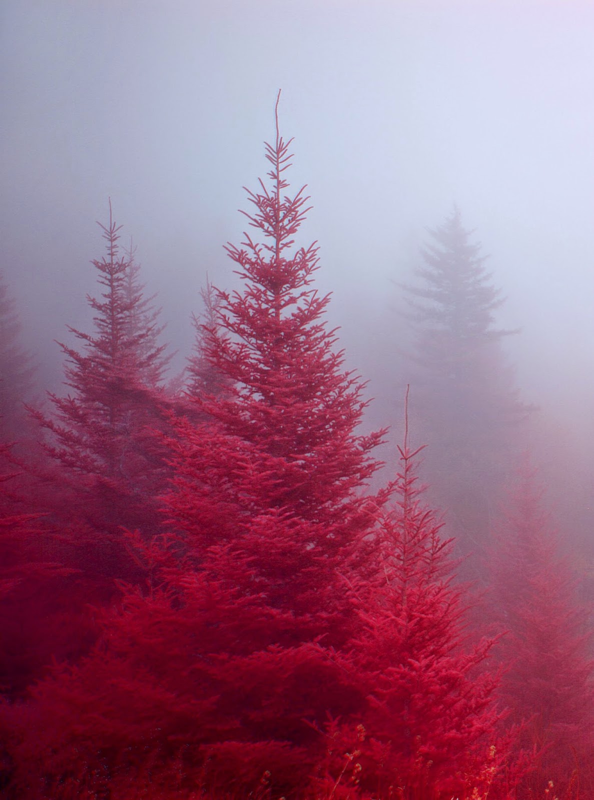 Ahora sé: BOSQUE ROJO DE CHERNÓNIL