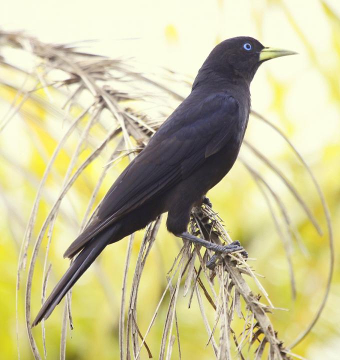Argentina nativa Boyero cacique (Cacicus haemorrhous)