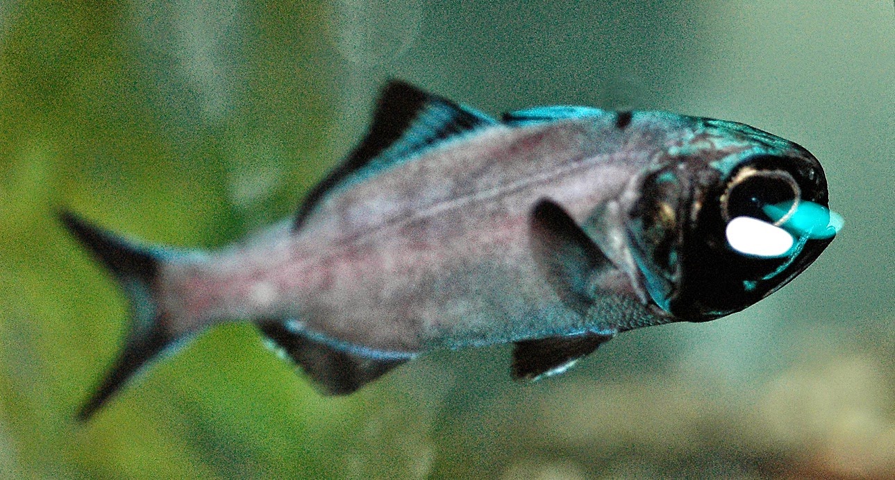 FLASHLIGHT FISH photos wallpapers the fun bank