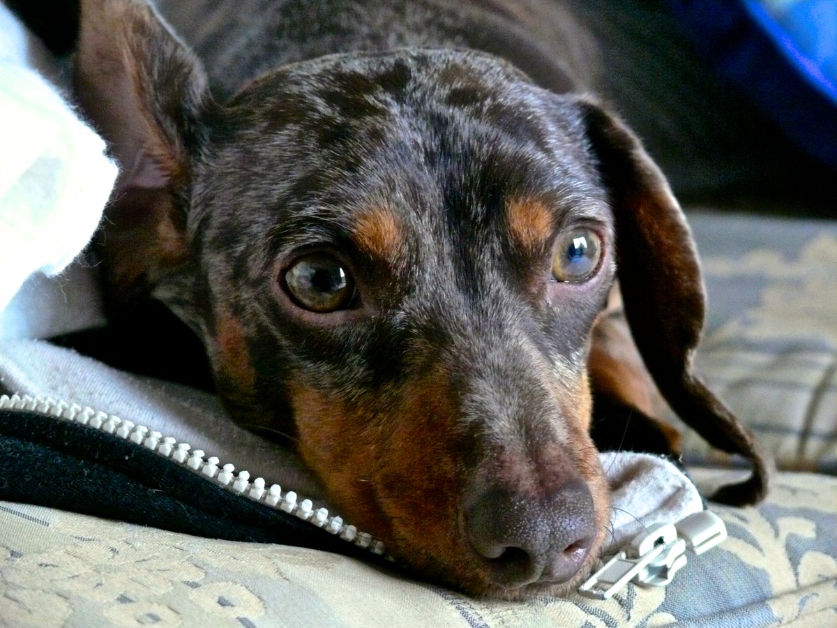 The Orchard Tea Room Farm Shop 2016 the-orchard-tea-room-farm-shop-2016