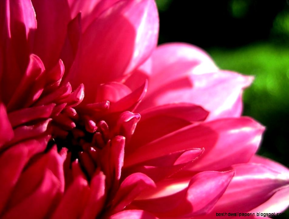 pink flower   Pink Color Wallpaper 26075196   Fanpop